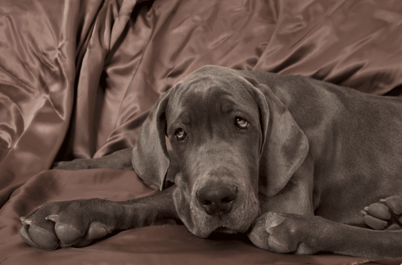 Why Not a Chocolate Brown Great Dane? - Great Dane k9
