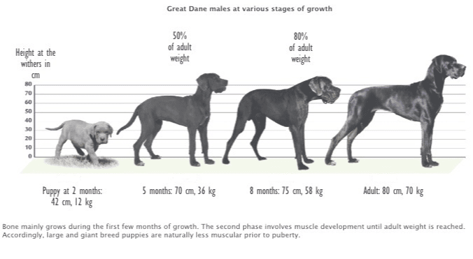 how much do great dane puppies weigh