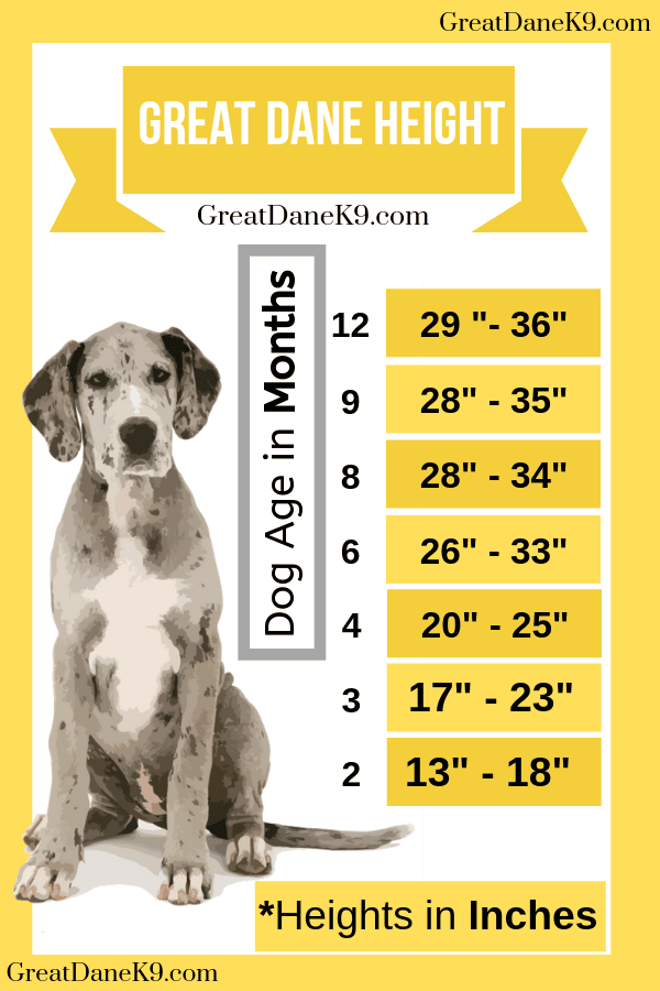 great dane food chart