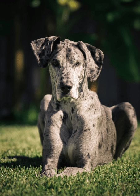 blue merle great dane puppy