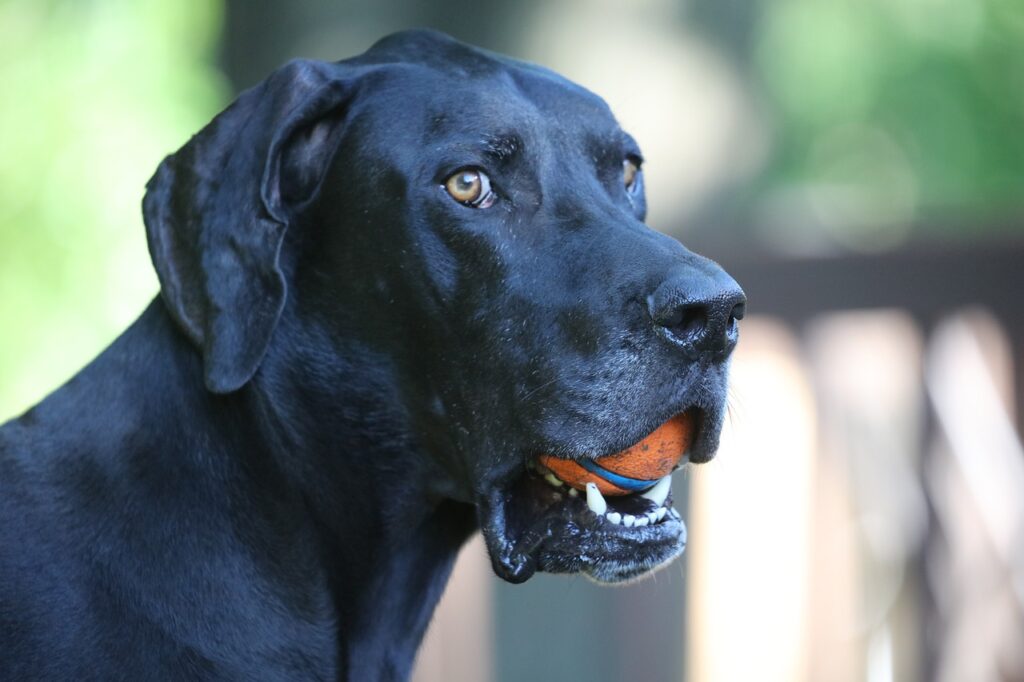 Black Great Dane With A Ball In Its Mouth