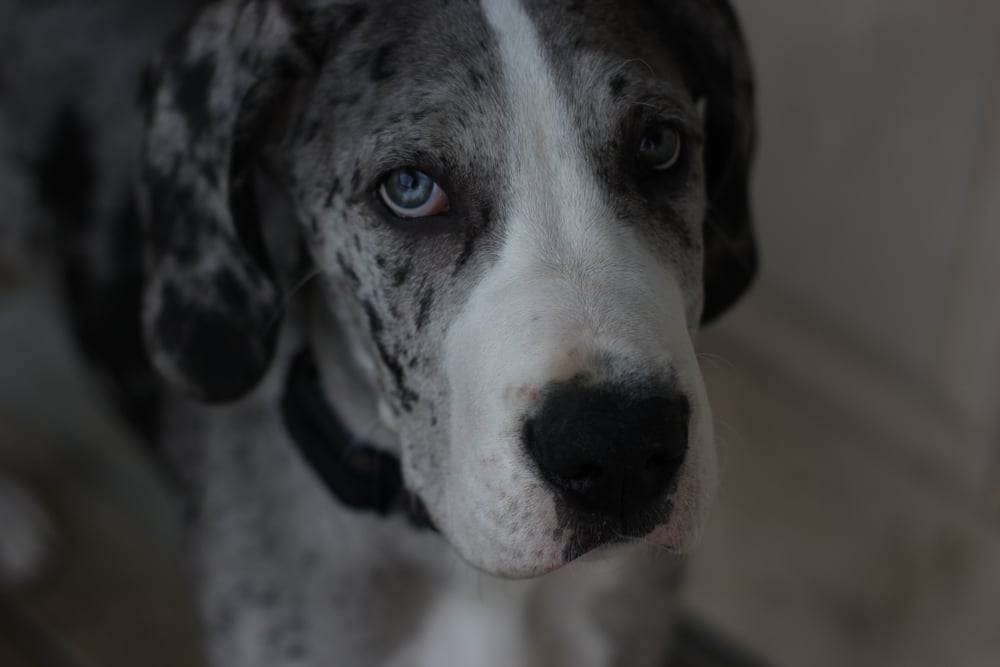 Blue Merle Great Dane Puppy