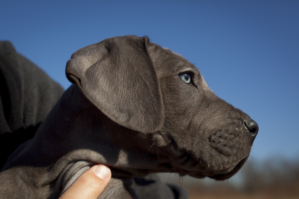 Great Dane Puppy With Blue Eyes Being Held