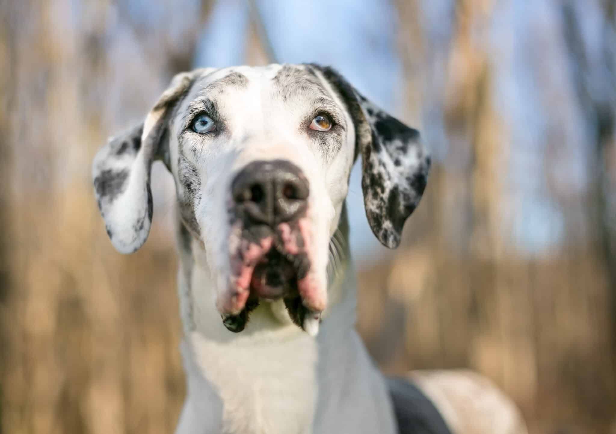 Harlequin Great Dane Dog With Heterochromia