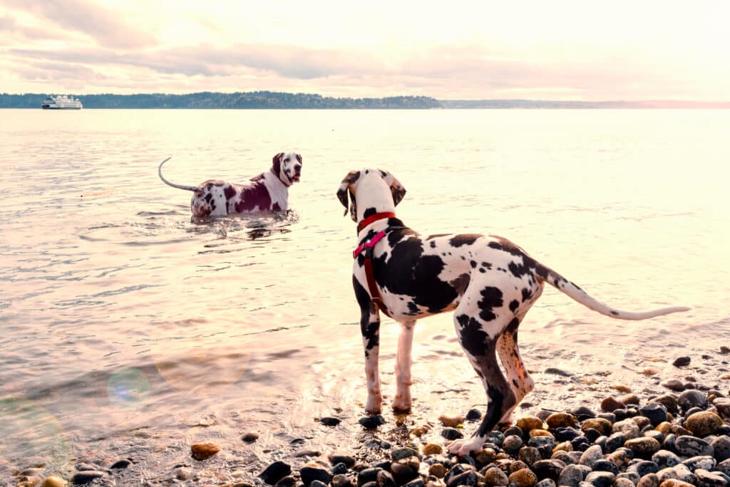 Adult Great Dane Dog Leading Puppy Out Into The Water To Teach Him To Swim