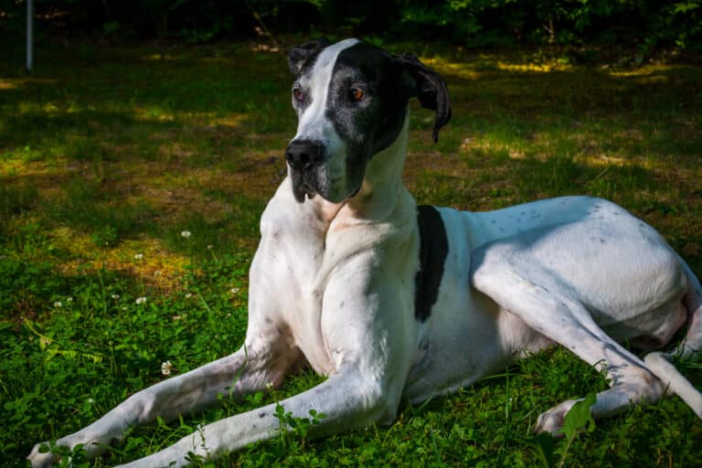 What Is A Piebald Great Dane Great Dane K9