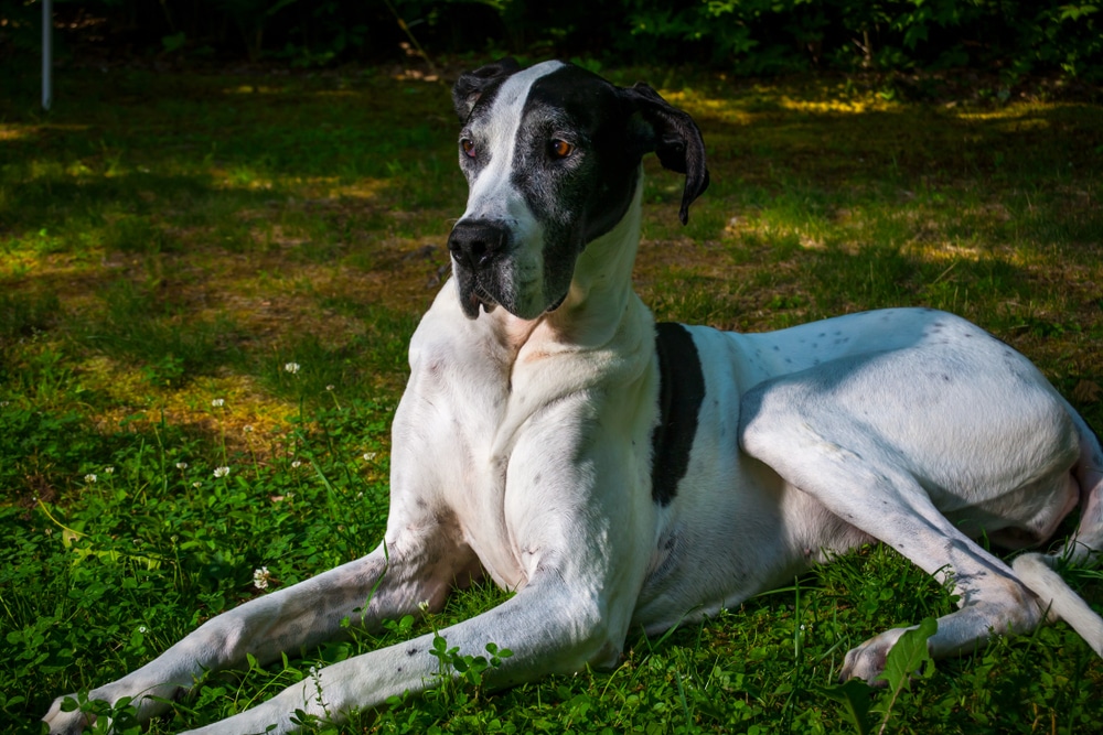 An Adult Female Pie Bald Great Dane Sitting On Green Grass With Sunlight Shining On Her.