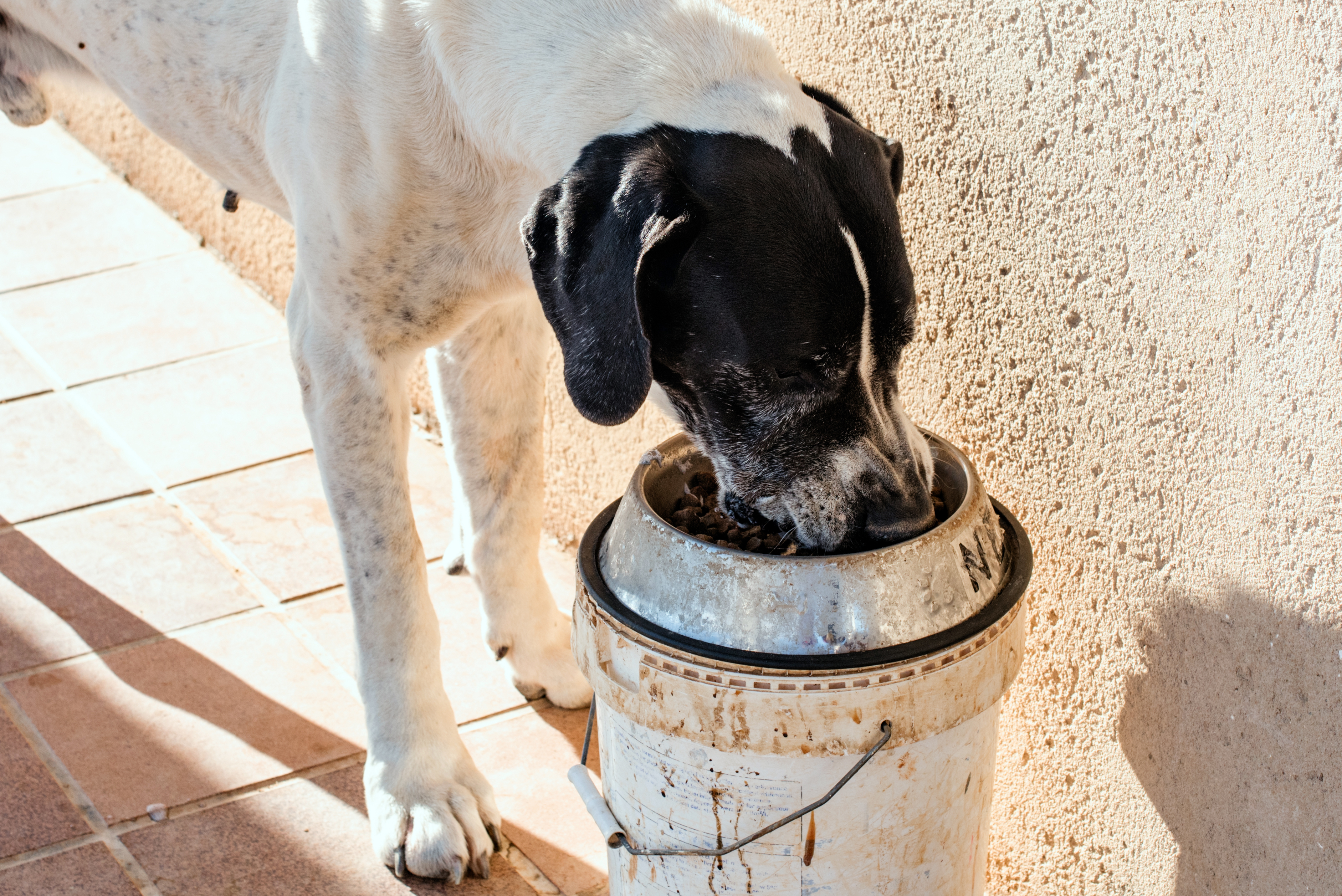 Close-Up Of A Beautiful Great Dane Dog Eating Dog Food From His Dog Feeder Bowl