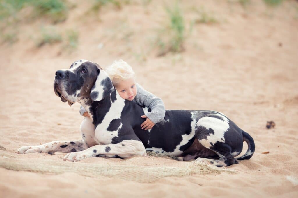 Great Danes And Babies Introduction