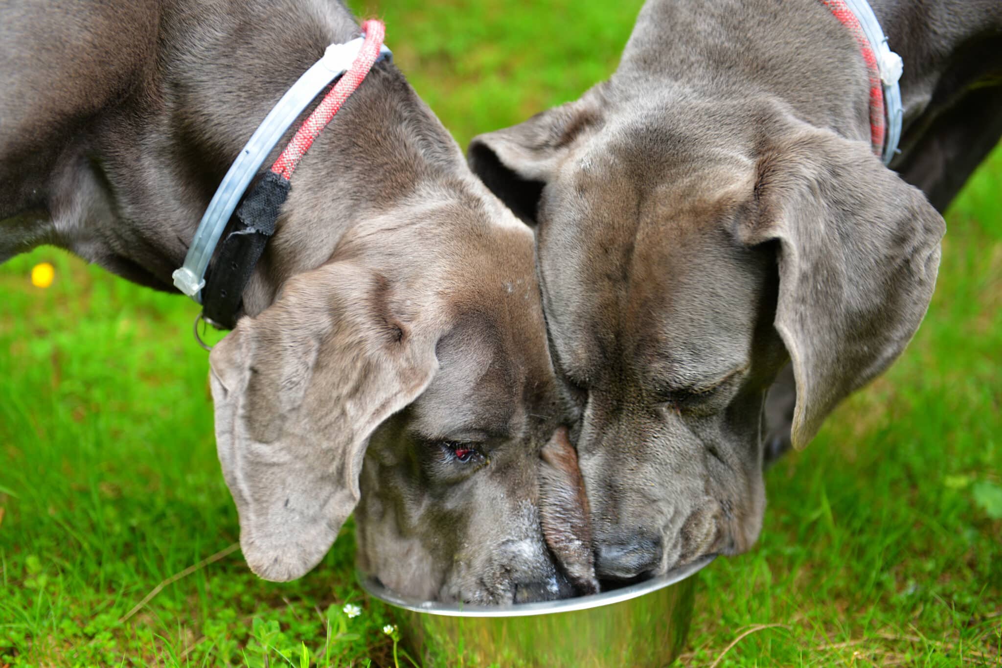 Great Dane Dogs Eating