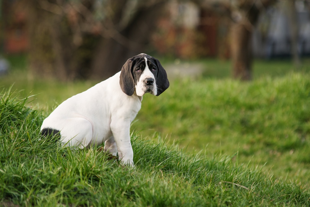 Piebald Grreat Dane Puppy On The Grass