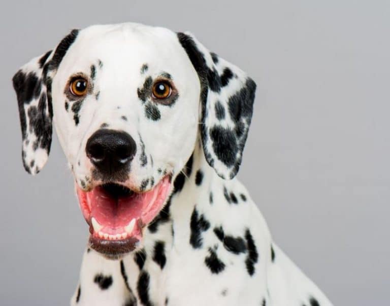 The Great Dane Dalmatian Mix Puppy - greatdane k9