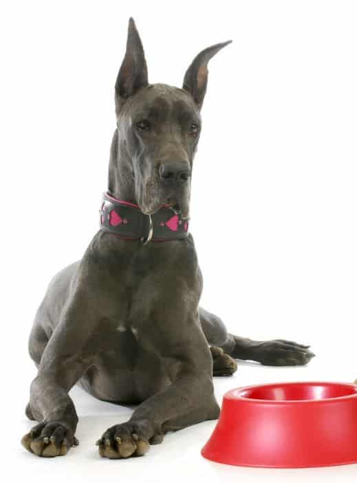 Elevated dog bowls 2024 for great danes