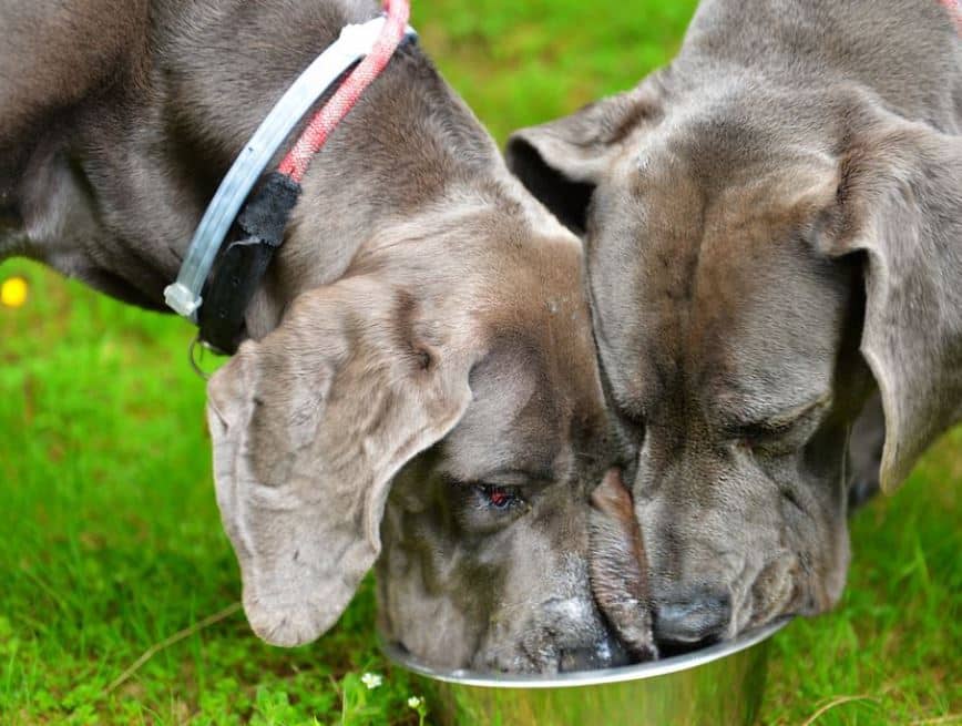 How much to feed a Great Dane puppy?