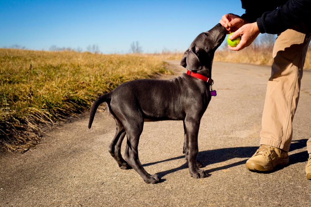 Preparing For A Great Dane Puppy With Basic Training