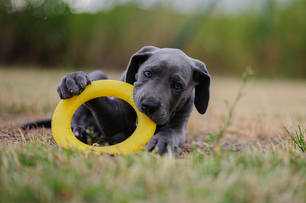 Great Dane Puppy Playing In The Garden With Yellow Toy