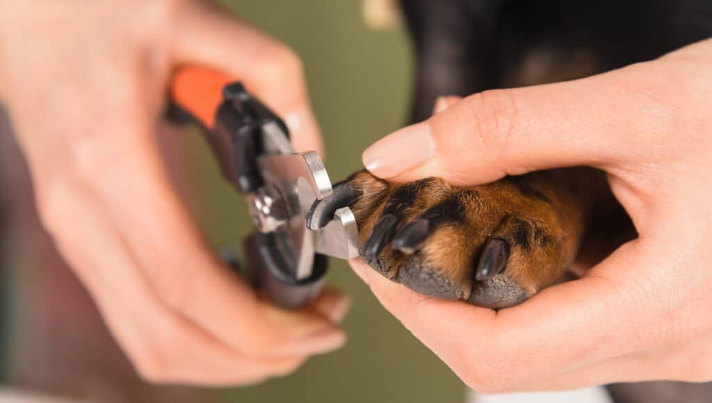 Veterinarian Is Trimming Dog Nails Close-Up