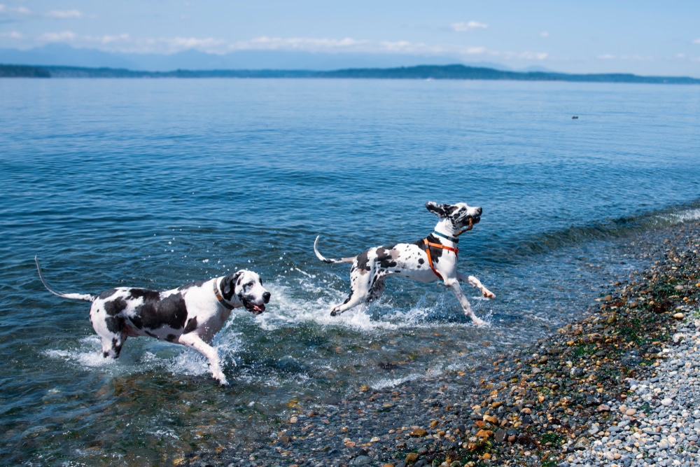 Adult And Puppy Harlequin Great Dane Dogs Playing On A Rocky Beach
