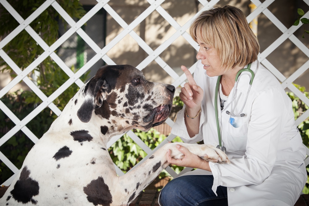 Close-Up Of Blond Female Veterinarian Pointing A Harlequin Great Dane