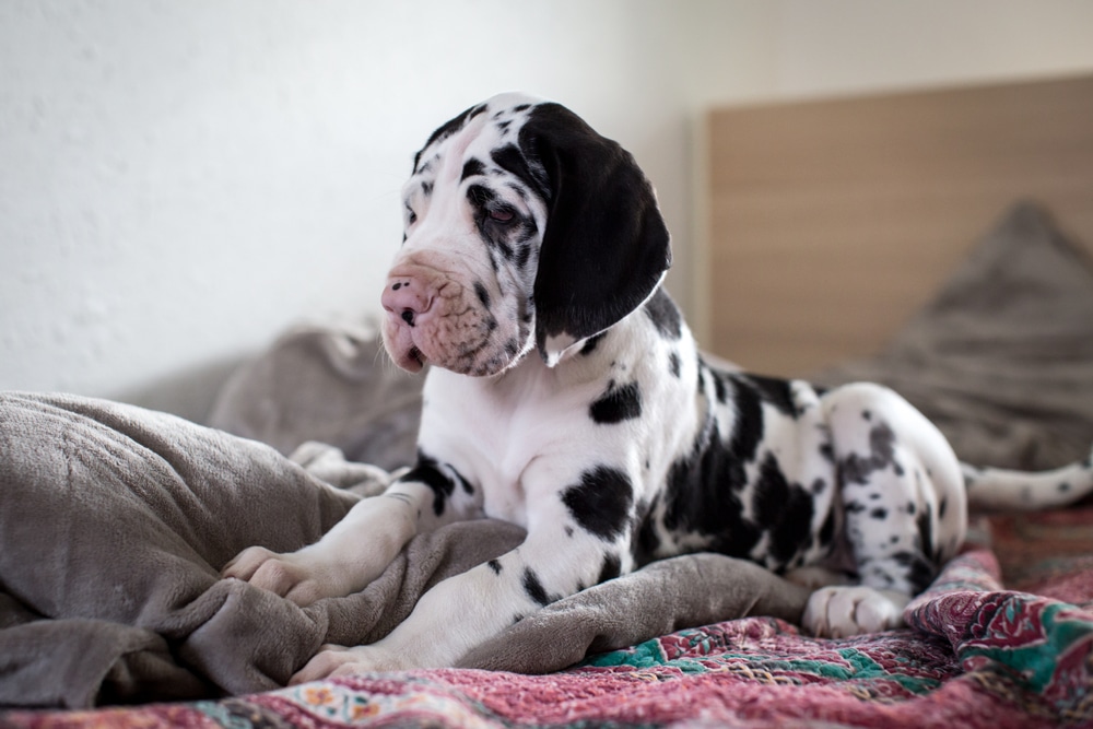 Harlequin Great Dane Puppy On The Bed