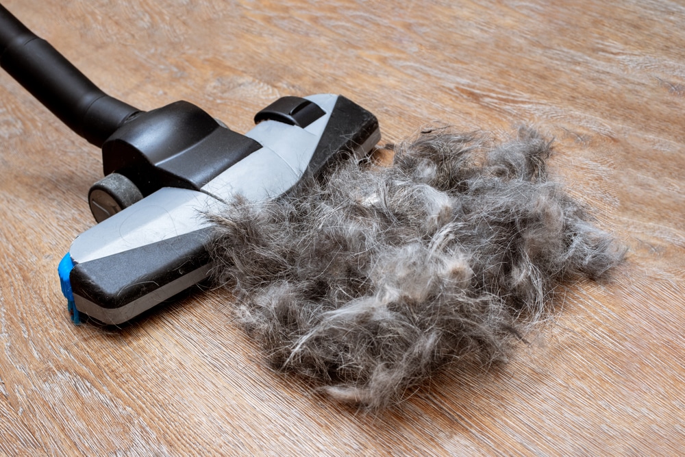 The Best And Most Effective Pet Hair Vacuums