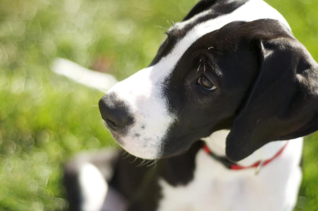 Close Up Of A Mantle Great Dane Puppy Sitting On The Grass