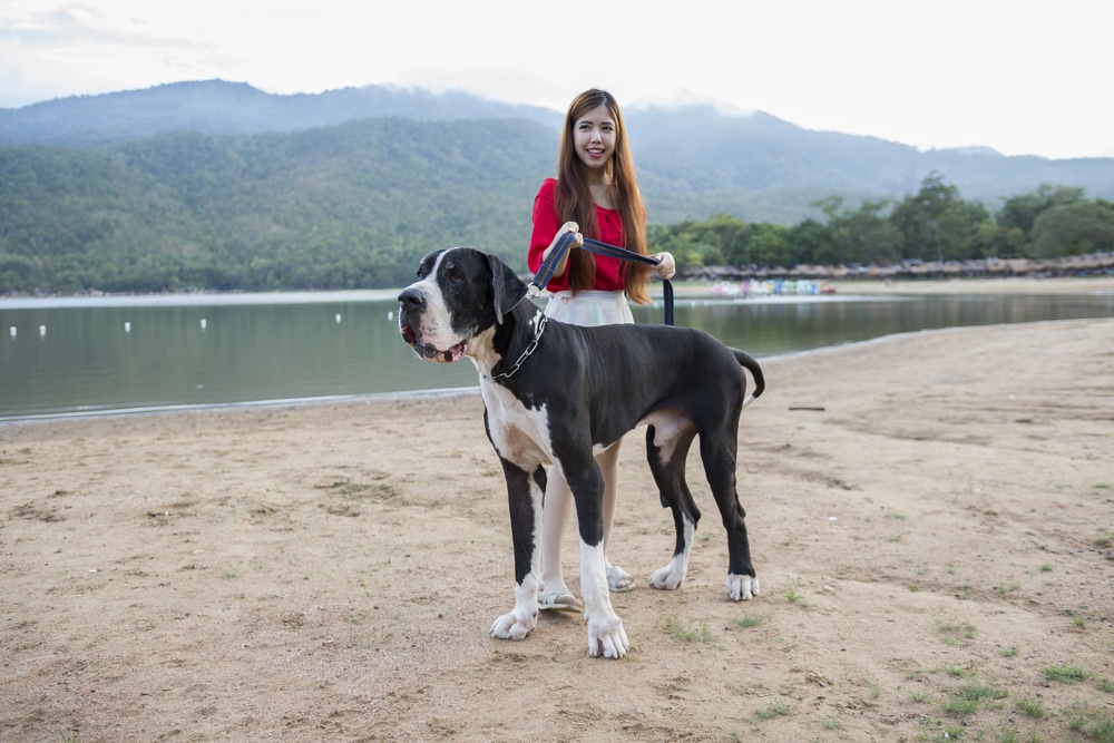 Outdoor Portrait Of A Girl With Her Mantle Great Dane On A Leash