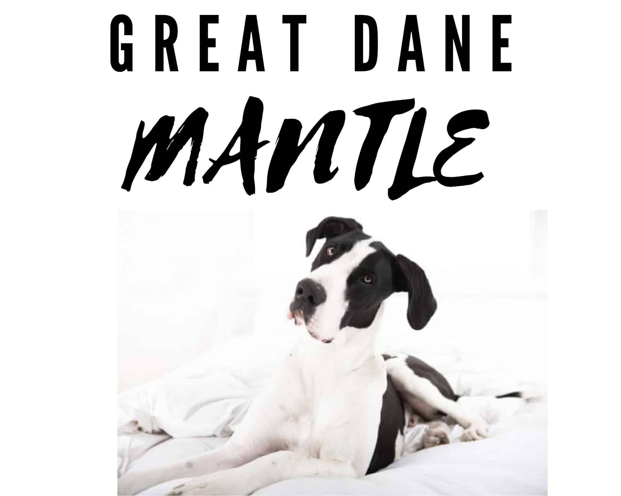 mantle-great-dane