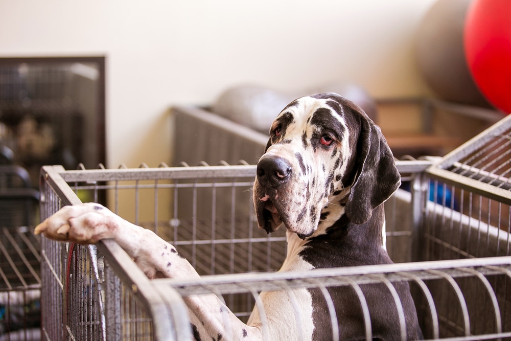 Dog Crates For Great Danes
