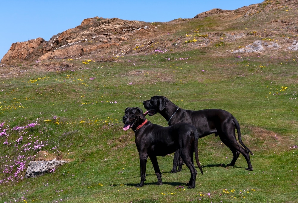 A Pair Of Black Great Danes Look About The Rocky Headland They Are
