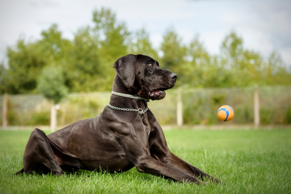 Black Great Dane Dog Sees The Ball That It Didn'T Catch