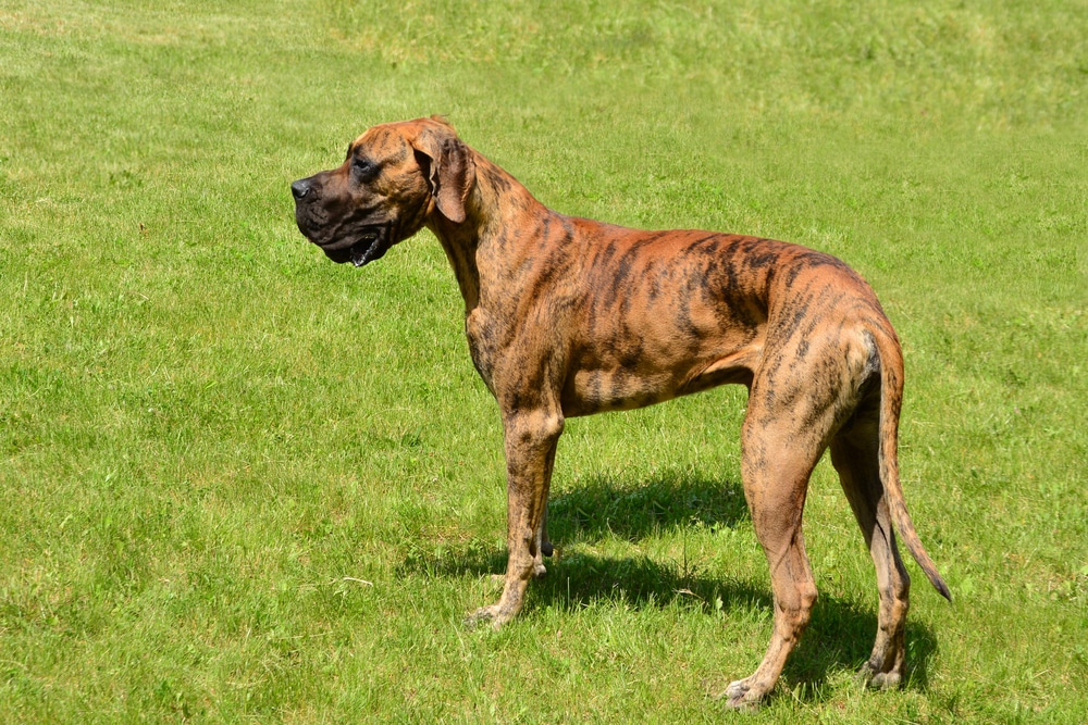 Brindle Great Dane In The Grass