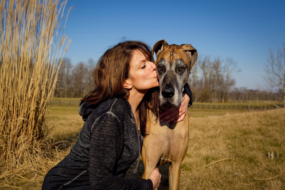 Brunette Woman Kissing Her Fawn Colored Great Dane In A Field With Blue Sky