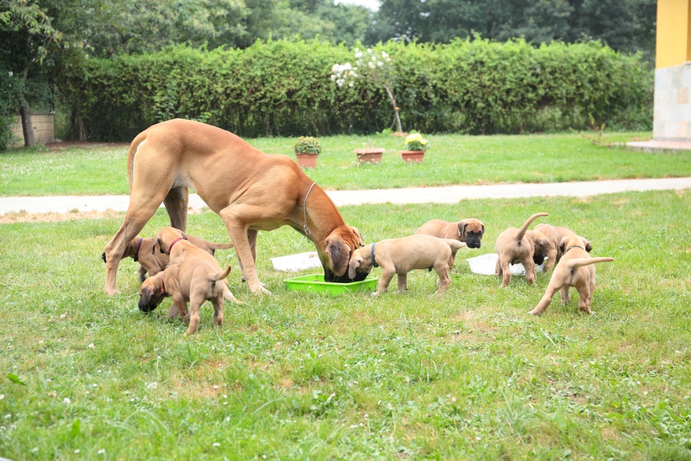 Fawn Great Dane Puppies Eating With Mother Dog