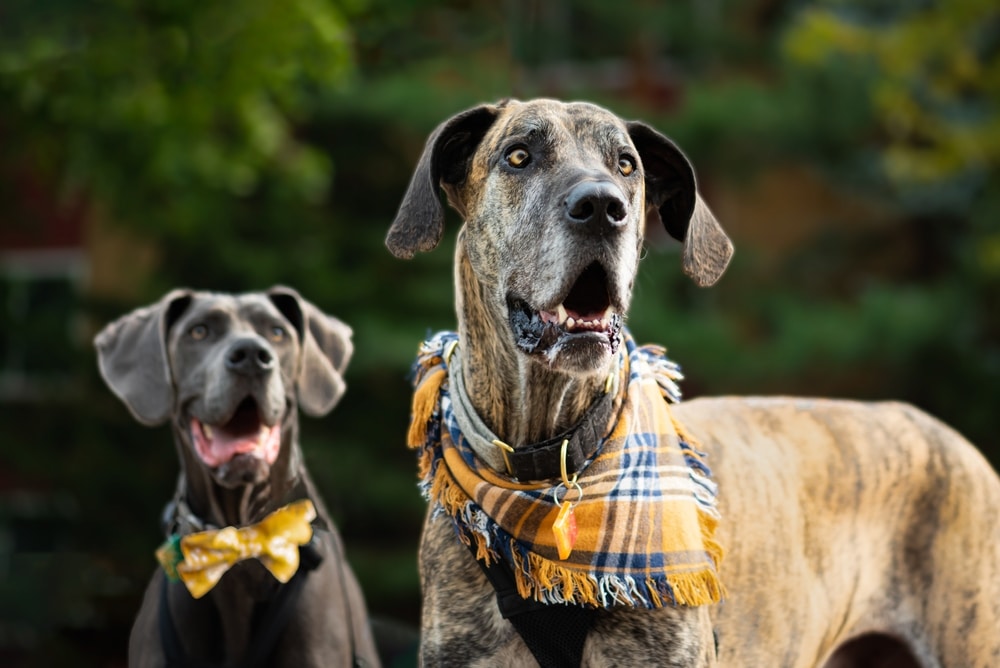Two Great Dane Dogs Wearing Yellow Plaid Scarf And Bow Tie With A Dark Green Background
