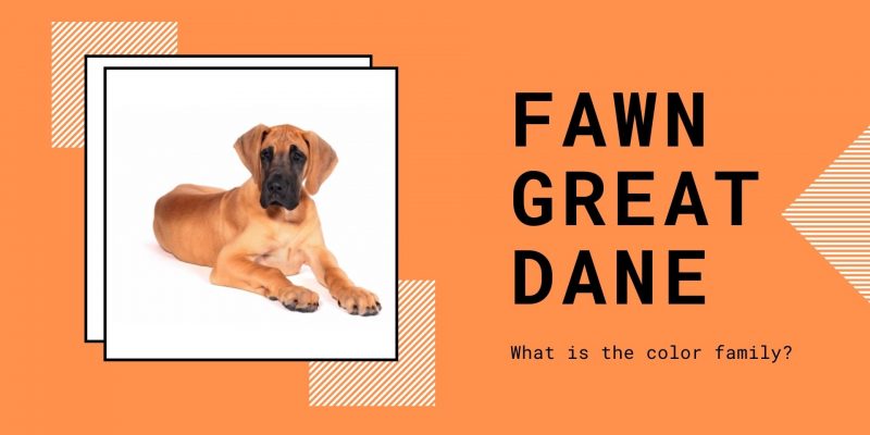 fawn-great-dane-title