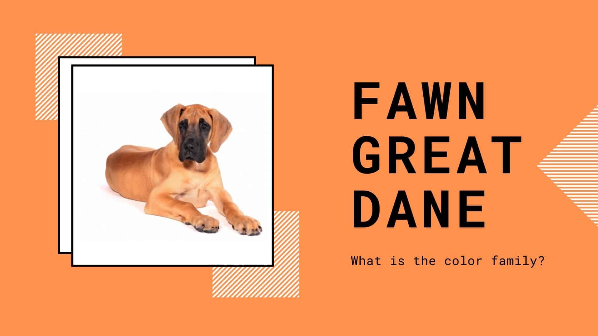 Fawn-Great-Dane-Title