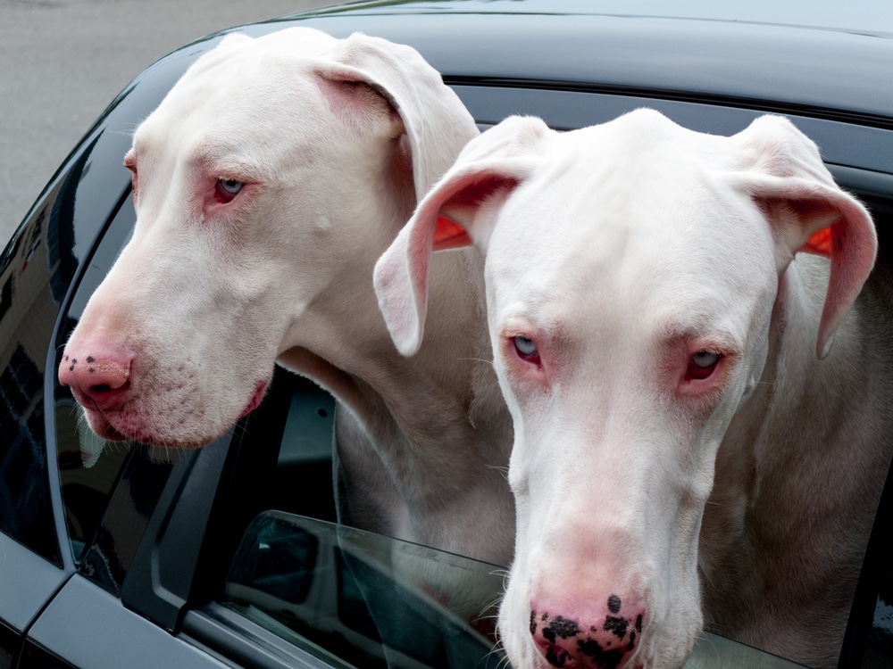 Two White Great Danes Peeking Through A Window Of A Car