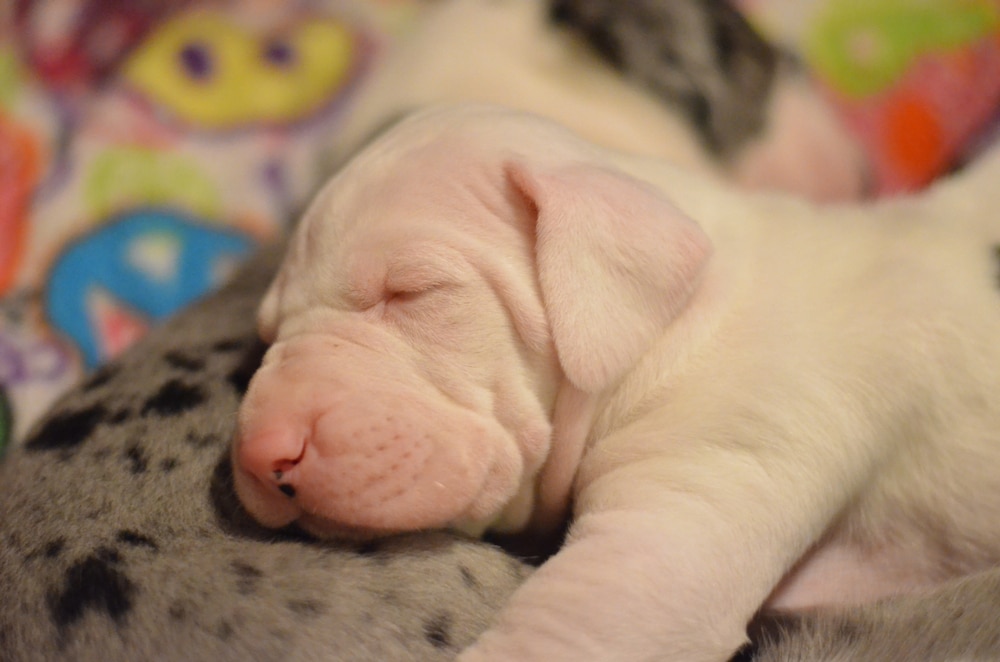White Great Dane Puppy Sleeping On Top Of Its Sibling