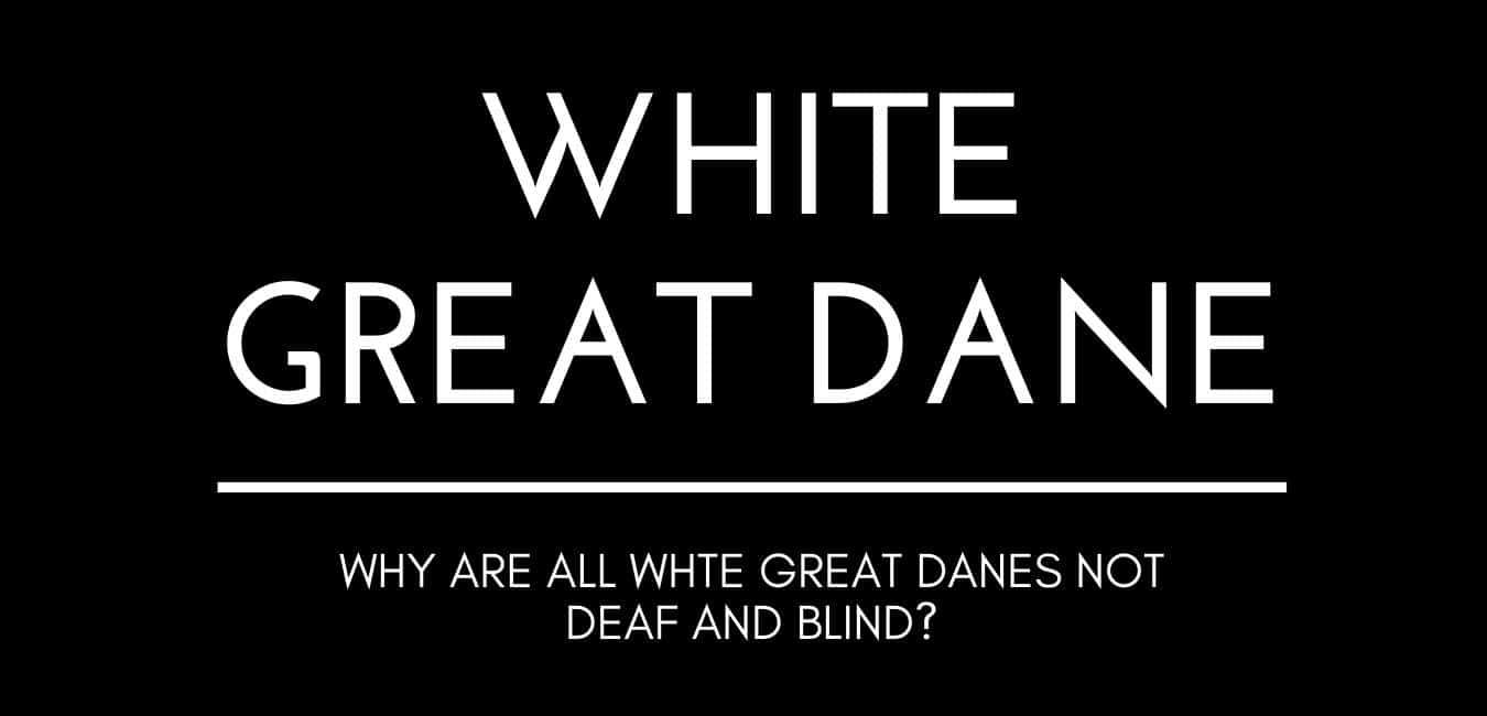 White-Great-Dane.jpg