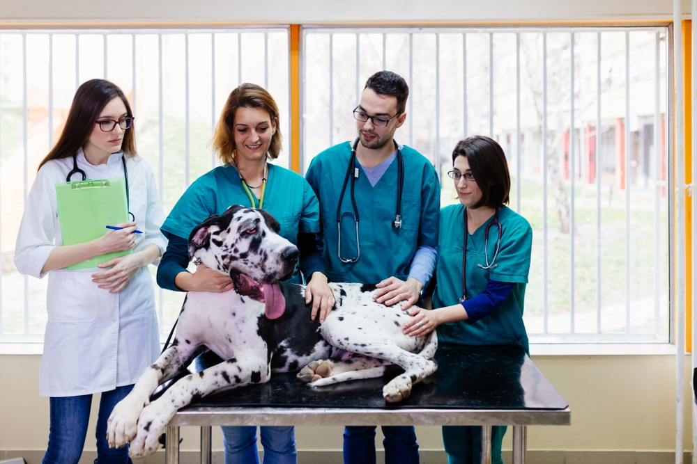 Great Dane At The Veterinary Clinic