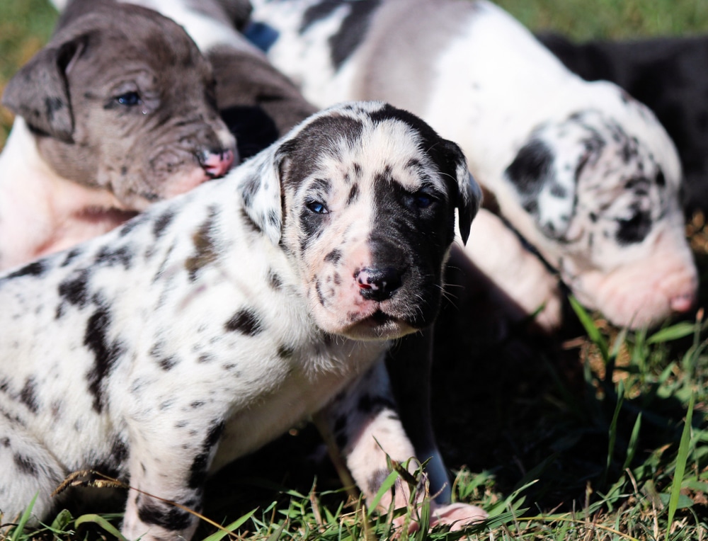 A Litter Of Great Dane Puppies