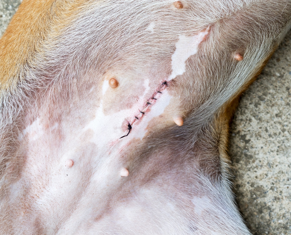 Normal Wound After Spaying A Dog