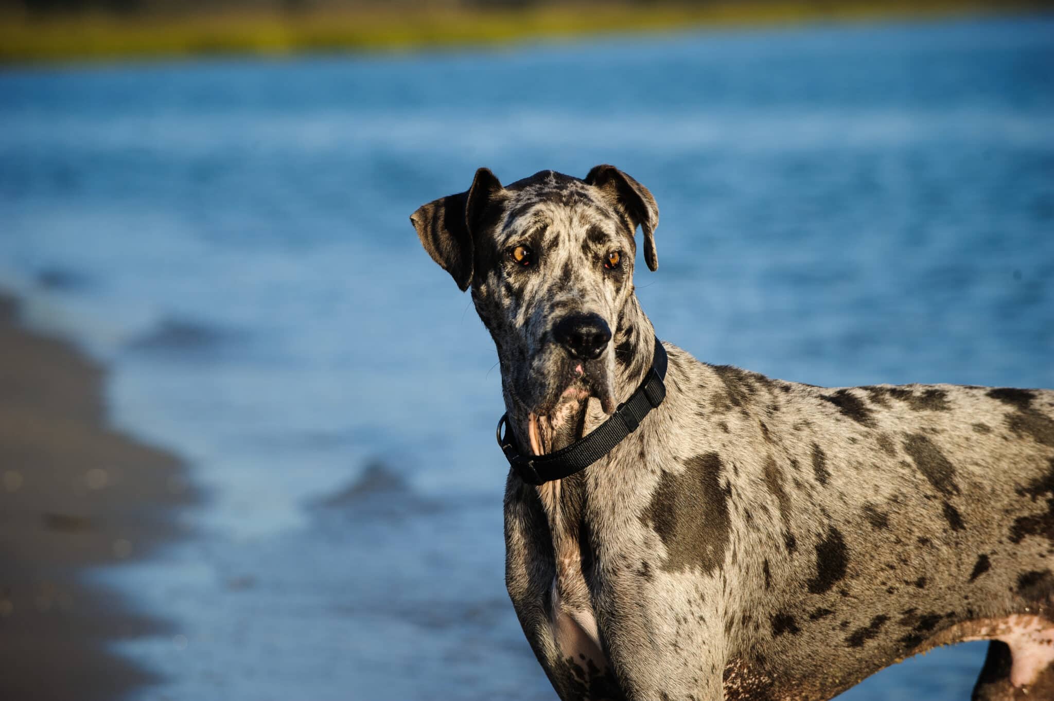 Merle Great Dane By The Beach