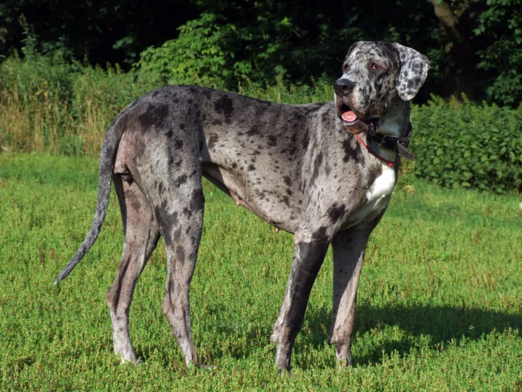 Merle Great Dane Looking Back