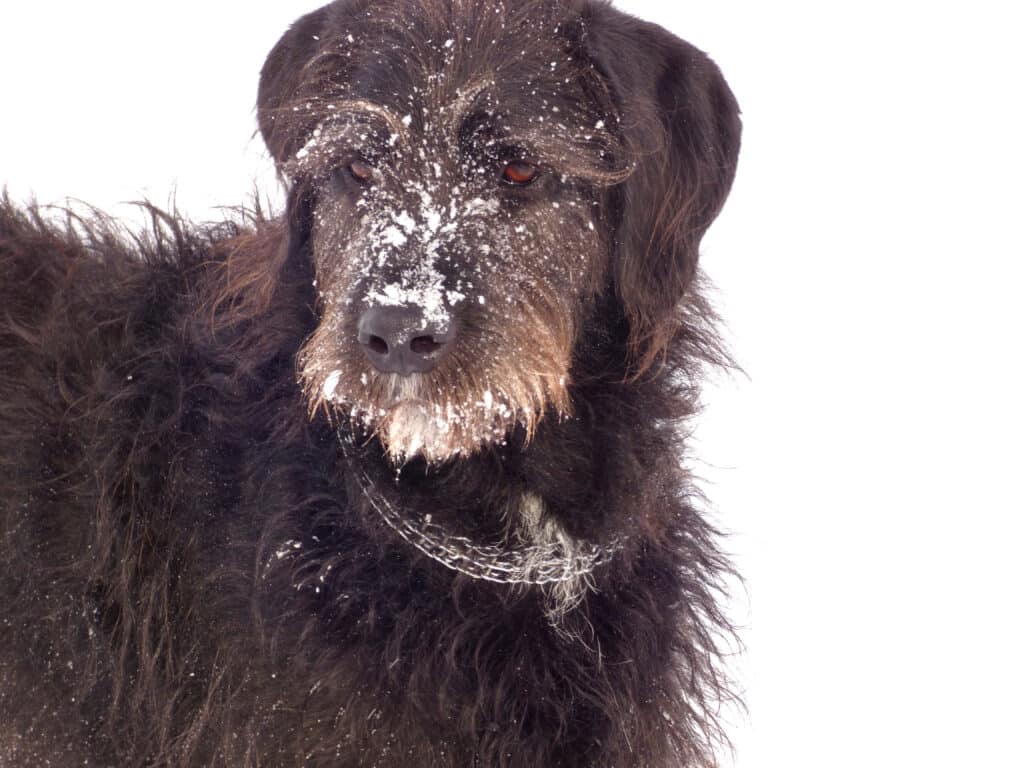 Great Dane Poodle Mix With Snow On Its Face
