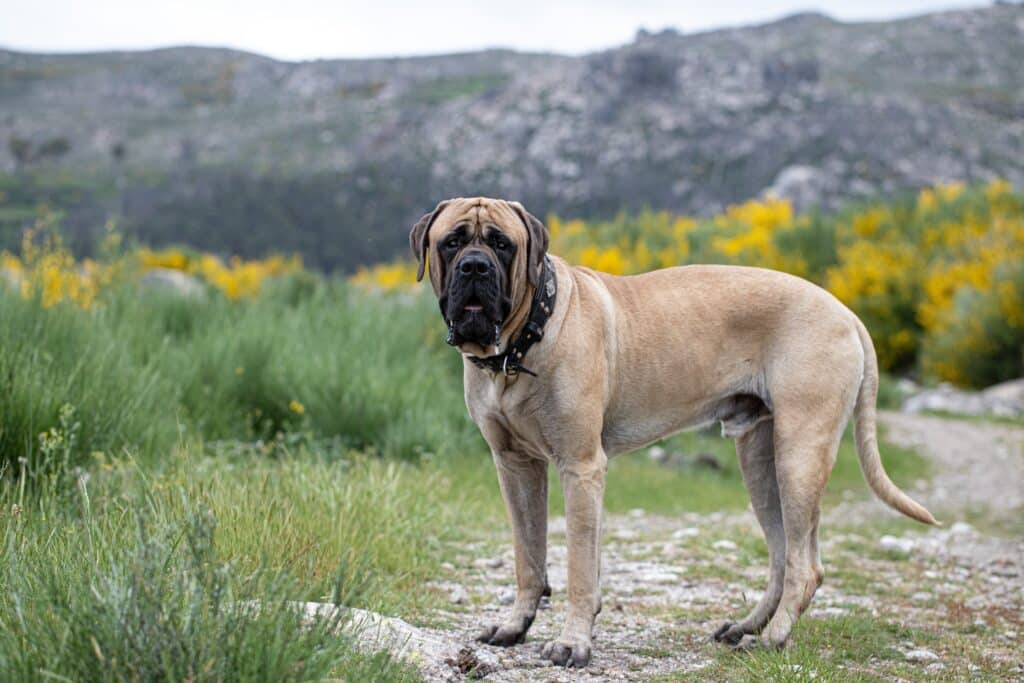 English Mastiff Portrait Isolated Outdoor In The Green Field